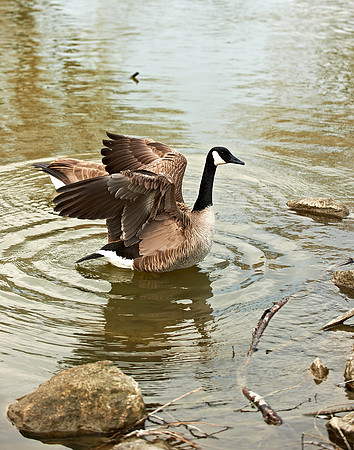 Canada Goose