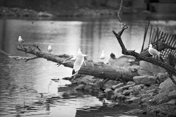 Gulls 2 (Monochrome)
