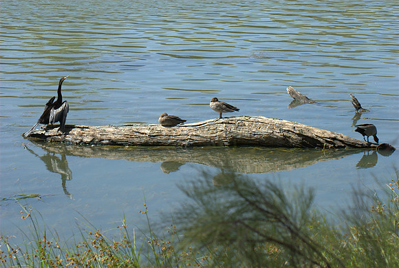 Murray River in Mildura, Australia
