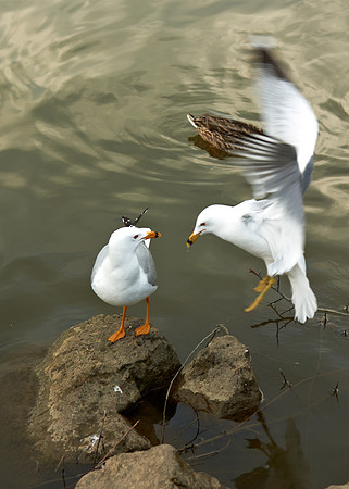 Gulls